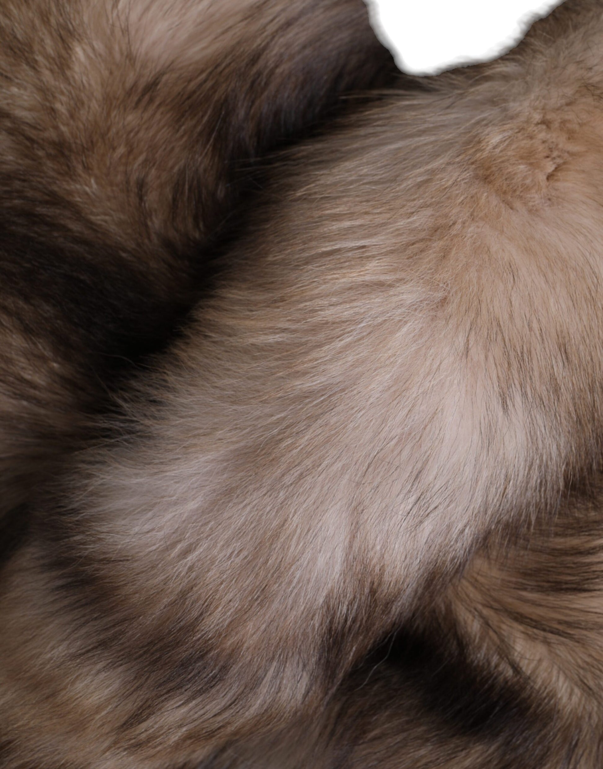 Dolce & Gabbana Brown Frost Fox Fur Neck Warmer Winter Scarf Curated Luxury Accessories by Orvyn